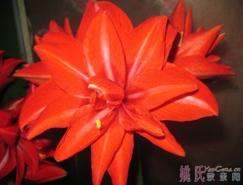 这是什么花1.jpg