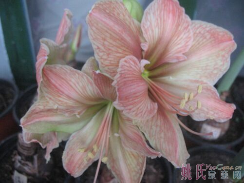 这是什么花2.jpg